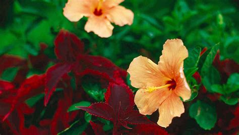Therefore, if you put it in the room, it is not recommended to place it near the air conditioner and fan. Tropical Hibiscus Care - P. Allen Smith