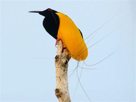 Twelve Wired Bird Of Paradise Ebird