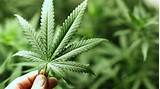How Can I Grow Marijuana