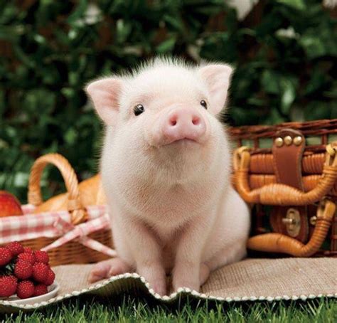 Piggycuteness Cute Piglets Cute Animals Cute Baby Animals