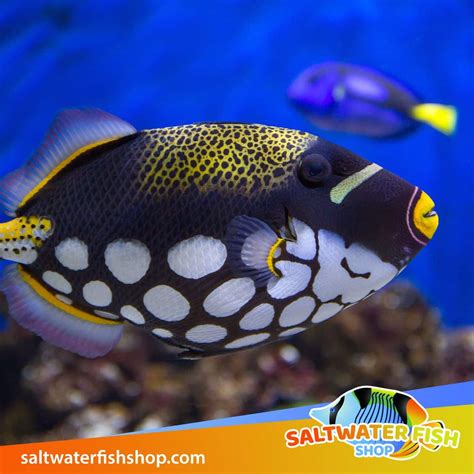 Clown Triggerfish For Sale Clown Trigger For Sale Online Fish Store