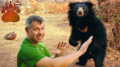 SLOTH BEAR STANDOFF!! - YouTube