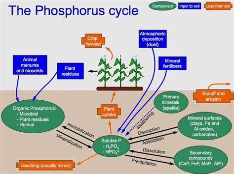 Reveal the answer to this question whenever you are ready. Phosphorus cycle - Wikiwand