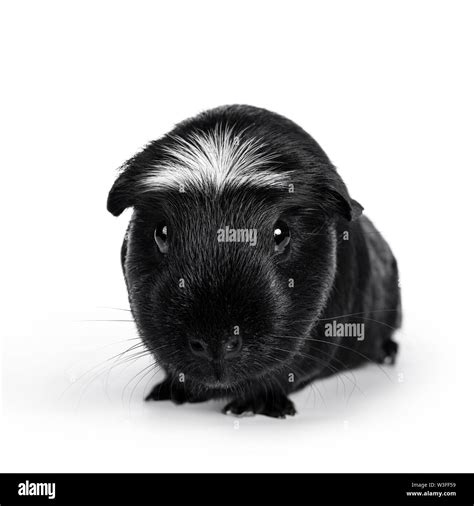 American Crested Guinea Pig Cut Out Stock Images And Pictures Alamy