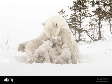 Polar Bear Mother Nursing Her Cubs Near The Denning Area Of Wapusk