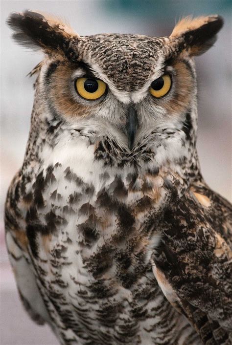 Great Horned Owl Great Horned Owl Bubo Virginianus Owl Photos Owl