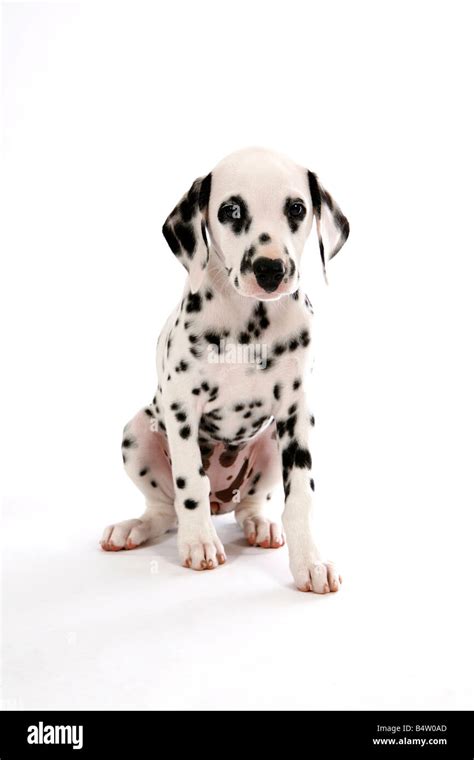 Dalmatian Spots High Resolution Stock Photography And Images Alamy