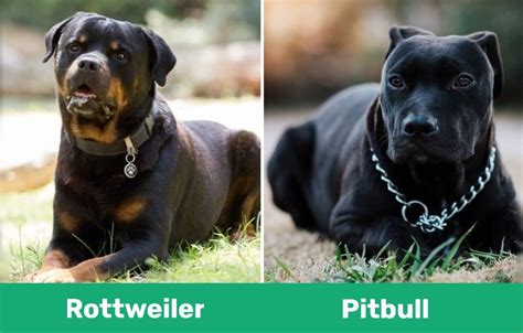 Rottweiler Vs Pit Bull The Differences With Pictures Pet Keen