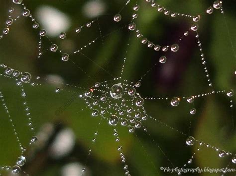 Dew Drops On Spider Web Nature Cultural And Travel Photography Blog
