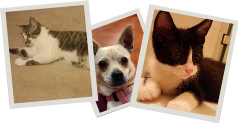 When you adopt from easel, your dog or cat will have had spay / neuter surgery, a microchip implanted, a rabies vaccination (if at least four months. Pet Adoption Events San Antonio | Where can I adopt pets ...