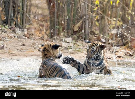 India Madhya Pradesh Bandhavgarh National Park Two Bengal Tiger Cubs