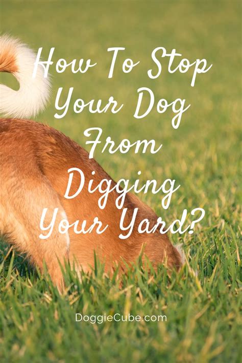 How To Stop Your Dog From Digging Your Yard Doggie Cube Dog