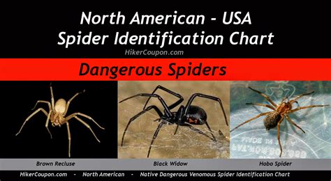 While most of them have limited ranges, jumping spiders live throughout north america, except for northern and western canada.13 x research what species of spider is largest in north america? Camping, Hiking and Backpacking