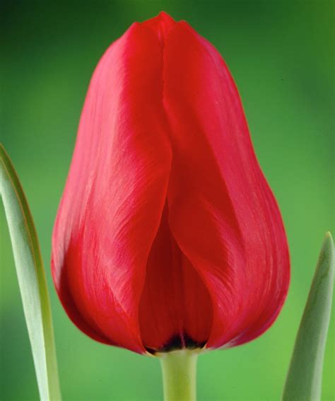 Écoutez la forêt de montmorency chuchoter à votre oreille. Tulipan Ile de France - opak. 5 szt. - Sklep Świat Kwiatów ...