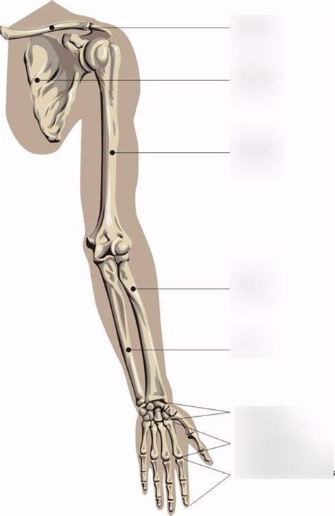 Bones In Arms Diagram Quizlet