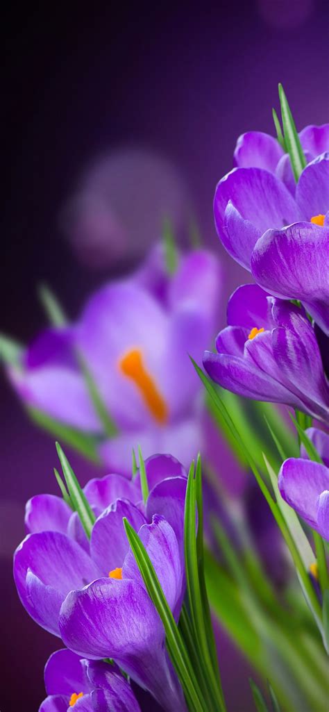 Purple Flower Iphone Wallpapers Top Những Hình Ảnh Đẹp