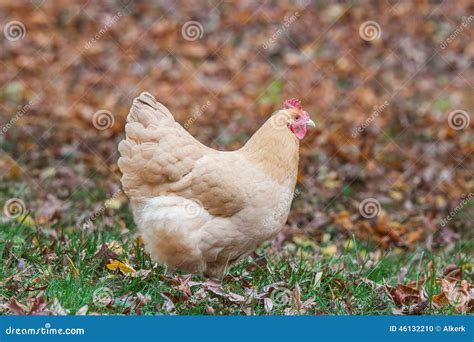 Chicken In Autumn Leaves Stock Photo Image Of Agriculture 46132210