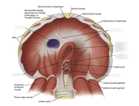 Inferior View Of Diaphragm Anatomy Diagram Quizlet