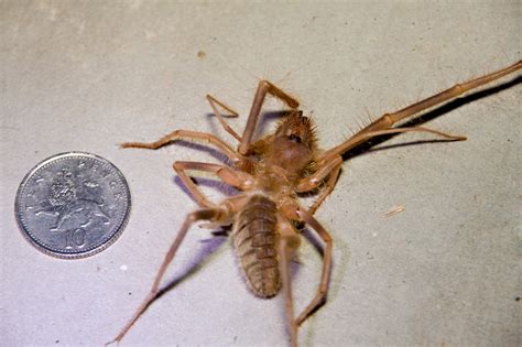 They are not especially large, the biggest having a leg span of perhaps 12 centimeters (5 in). Solifugid from Zambia: Killed during ambush - What's That Bug?