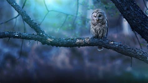 Owlhd Wallpapers Hd Wallpapers