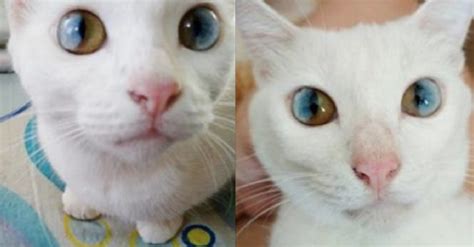 Cat Has Rare Eye Condition But Just Take A Closer Lookmost