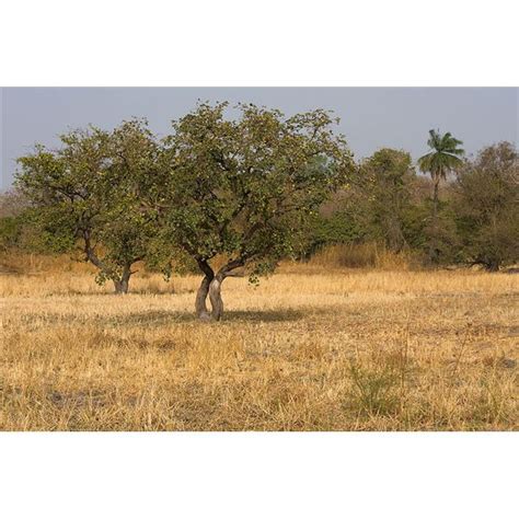 Savanna Biomes A Concise Overview With Emphasis On Africa