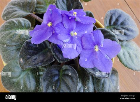 Gesneriaceae Hi Res Stock Photography And Images Alamy