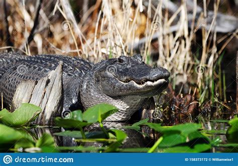Large American Alligator Laying In The Swamp Showing Teeth Stock Photo