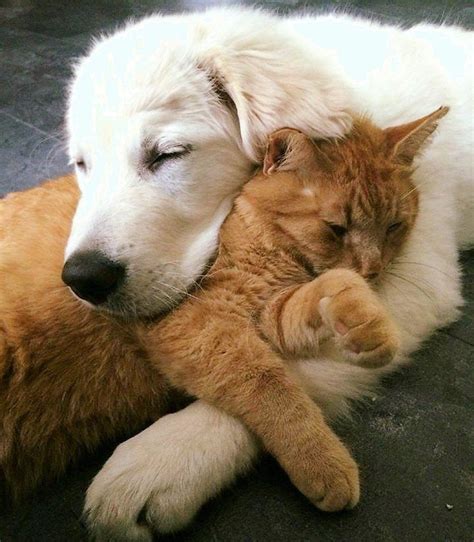 Кот И Собака Друзья Фото — Красивое Фото