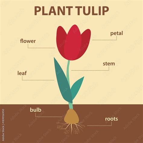 Vector Diagram Showing Parts Of Tulip Whole Plant Agricultural