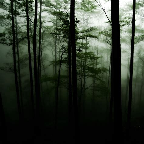 Download Wallpaper 2780x2780 Forest Trees Darkness Fog Ipad Air