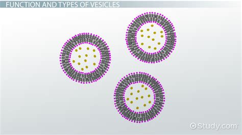 Vesicles Definition And Function Video And Lesson Transcript