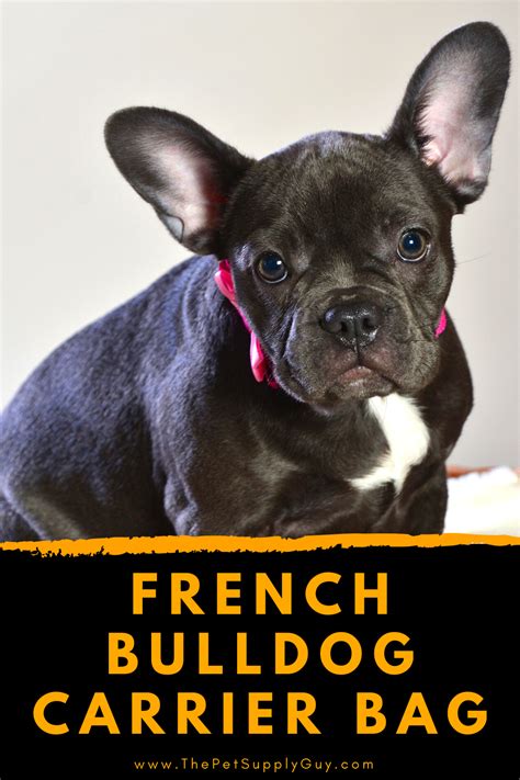 Bulldog backpack,english bull terrier,french,staffy,british bulldog color choice. Best Pet Carrier for a French Bulldog - The Pet Supply Guy ...