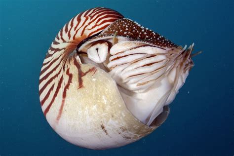 Palau Nautilus Nautilus Belauensis Schöpfung