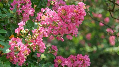 Crepe Myrtle Care And Growing Guide Tips For These Trees In 2023