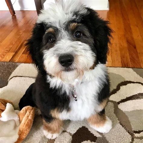 Bernedoodle Puppy Cute Dogs Bernedoodle Puppy Cute Dogs And Puppies
