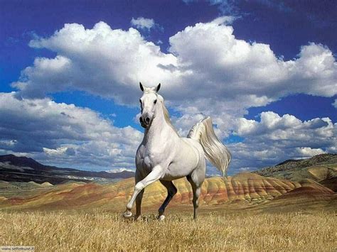 FOTO SFONDI PER DESKTOP SMARTPHONE WALLPAPERS