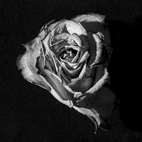 A Fading Rose Photograph By David Stone Pixels