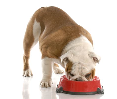 Best Dog Food For English Bulldogs 6 Vet Recommended Brands