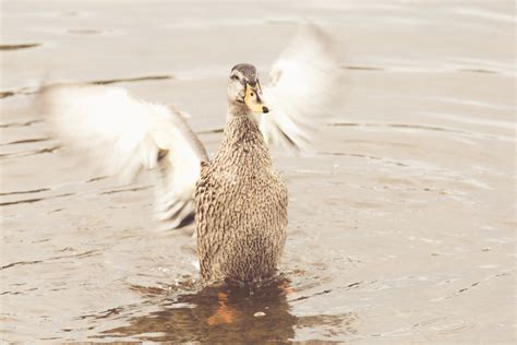 Duck Flapping Wings Free Stock Photo Public Domain Pictures