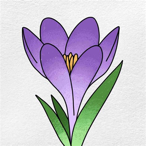 How To Draw A Crocus Helloartsy