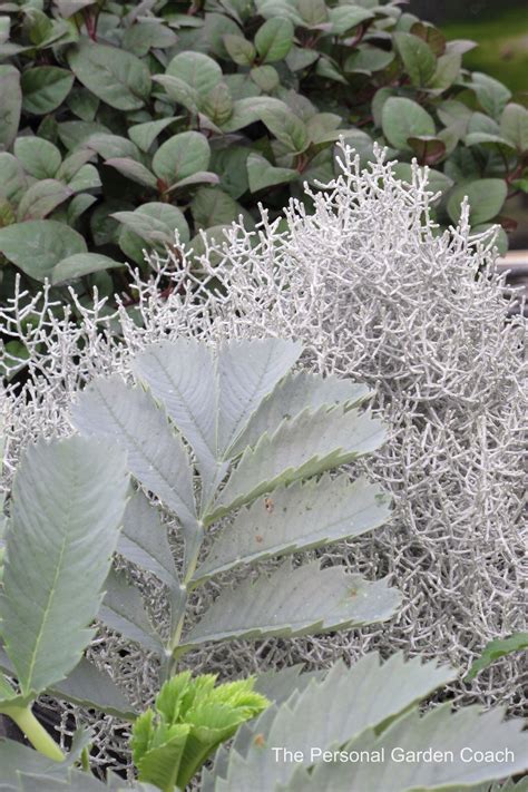 Silver Foliage Silver Plant Moon Garden Backyard Plants