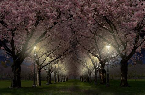 Spring Cherry Blossom Live Wallpaper Free For Android