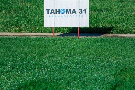 Tahoma 31 Bermudagrass Legacy Turf Farms