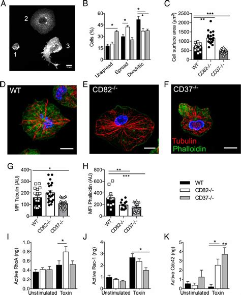 Dendritic Cell Migration and Antigen Presentation Are Coordinated by the Opposing Functions of ...