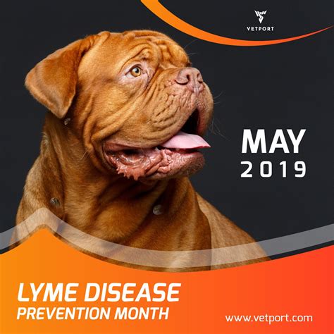 Lyme Disease Prevention Month | Lyme disease prevention, Disease prevention, Prevention