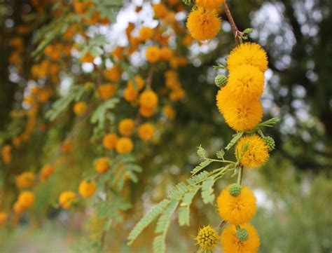 Golden Mimosa Tree Flowers Jason Flickr