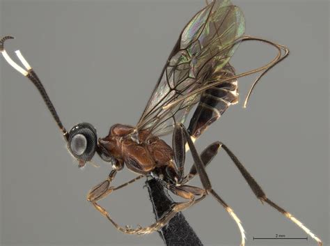 Braconidae Waspweb