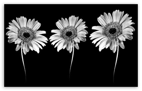 Here are only the best minimalist desktop wallpapers. Gerbera Flowers - Minimalism Ultra HD Desktop Background ...