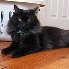 The maine coon cat has large, tufted paws to help walk on snow. Domestic Long Hair - Catster